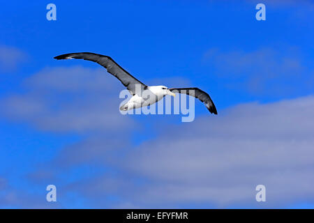 Schüchterner Albatros (Thalassarche Cauta), Erwachsene, fliegen, Kap der guten Hoffnung, Südafrika Stockfoto