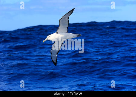 Schüchterner Albatros (Thalassarche Cauta), Erwachsene, fliegen, Kap der guten Hoffnung, Südafrika Stockfoto