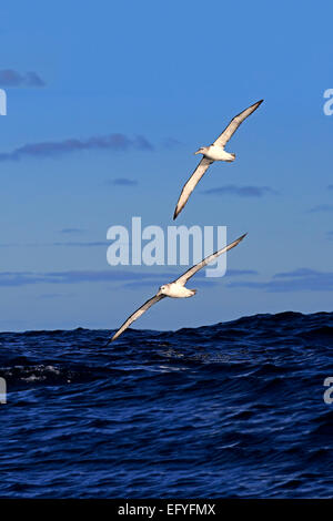 Schüchterner Albatros (Thalassarche Cauta), Erwachsene, fliegen, paar, Kap der guten Hoffnung, Südafrika Stockfoto