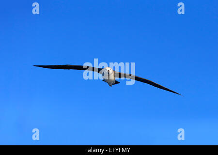 Schüchterner Albatros (Thalassarche Cauta), Erwachsene, fliegen, Kap der guten Hoffnung, Südafrika Stockfoto