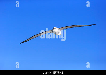 Schüchterner Albatros (Thalassarche Cauta), Erwachsene, fliegen, Kap der guten Hoffnung, Südafrika Stockfoto