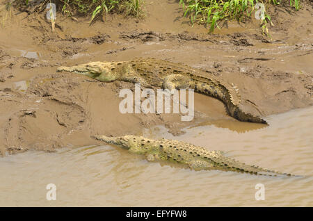 Amerikanische Krokodile (Crocodylus Acutus) auf dem Rio Grande de Tarcoles, Provinz Puntarenas, Costa Rica Stockfoto