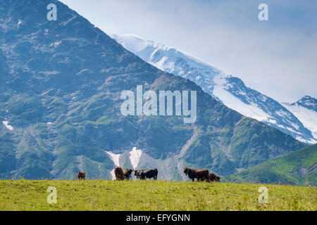 Herens alpine Kühe der Rasse mit den unteren Hängen des Mont Blanc hinter über das Tal von Chamonix, Französische Alpen, Frankreich Stockfoto