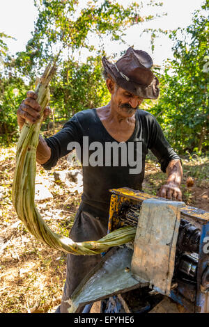 Zuckerrohr Bauer Extrahieren der Zuckerrohrsaft mit einer einen mechanischen Zuckerrohr zusammendrückenden Maschine, Zuckerrohr-Plantage Stockfoto