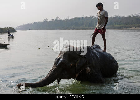 Nepalesische mahout Baden seine Elefanten im Osten Rapti River in Kathmandu, Nepal Stockfoto