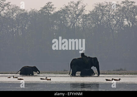 Ein mahut Kreuze im Osten Rapti Riverwith seine Elefanten und zwei Jugendlichen, die in Kathmandu, in der Nähe der Chitwan Nationalpark Nepal Stockfoto