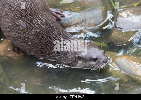 UK, London Wetland Centre, eurasische Fischotter (Lutra Lutra), aka gemeinsamen, europäischen und Welt Otter. Stockfoto