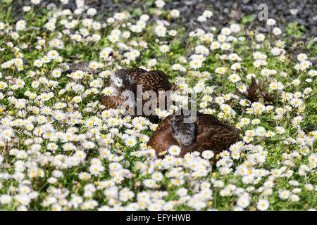 Zwei Enten liegen in einem Bereich von Gänseblümchen.  Weibliche Stockenten - Hybrid, Mutant. Stockfoto