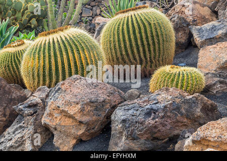 Kaktus wächst unter den Felsen Lanzarote Kanarische Inseln Stockfoto