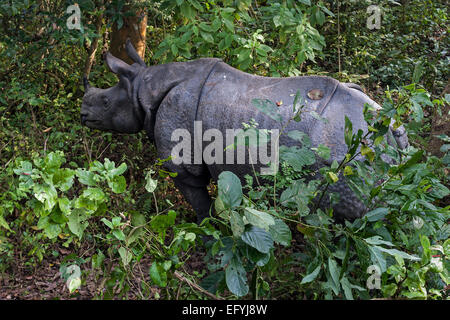 Indische Nashorn (Rhinoceros unicornis) im Chitwann National Park, in der Nähe von Kathmandu, Nepal Stockfoto