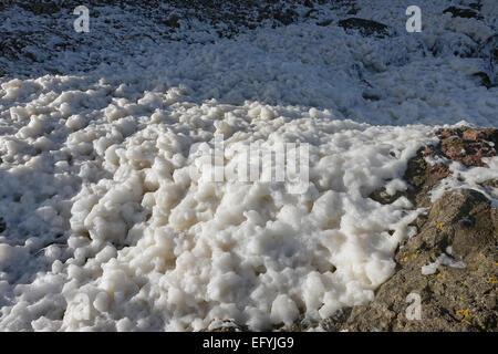 Meerschaum oder Tube am St. Abbs. Berwickshire. Stockfoto