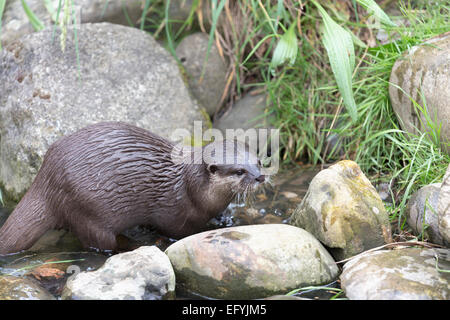 UK, London Wetland Centre, eurasische Fischotter (Lutra Lutra), aka gemeinsamen, europäischen und Welt Otter. Stockfoto