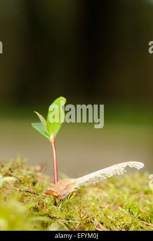 Ein Ahorn Baum Bäumchen wachsen auf dem Waldboden aus einem gefallenen Samen Stockfoto