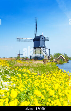 Kinderdijk-Wassermühle über Gelbe Frühlingsblumen Stockfoto