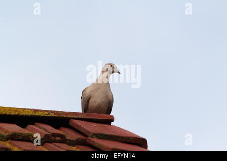 Eurasian collared dove (Streptopelia Decaocto) stehen am Schornstein Stockfoto