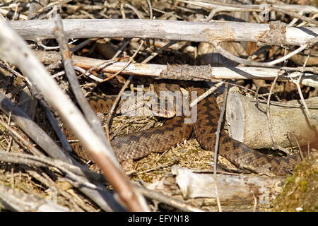 weibliche Kreuzotter (Vipera Berus) sonnen sich unter Zweige Stockfoto