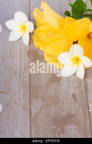 bunte Hibiskusblüten Stockfoto