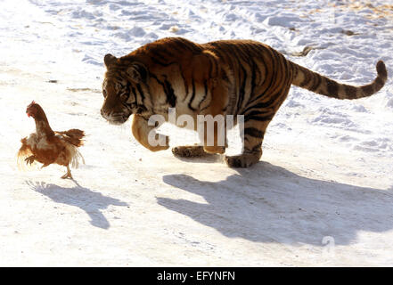 17. Januar 2015 - Harbin, HEILONGJIANG Provinz, CHINA - Touristen besuchen und sibirische Tiger zu ernähren. zusammen mit ein paar Löwen, auf dem sibirischen Tiger Park in Harbin, der Hauptstadt der Provinz Chinas Nordost Heilongjiang, 17. Januar 2015.  Der Park, der größte der Welt ist Zucht Zentrum für die Spezies ermöglicht es den Besuchern, Schafe ($100), Hühner ($25) senden und Kühe ($350) in den Tod durch zuschauen in der Tiger-Bereiche für einen symbolischen Preis freigesetzt. Der sibirische Tiger ist die größte der Raubkatzen der Welt. (Kredit-Bild: © Stephen Rasierer/ZUMA Draht) Stockfoto