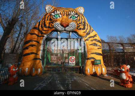 17. Januar 2015 - Harbin, HEILONGJIANG Provinz, CHINA - Touristen besuchen und füttern sibirische Tiger im sibirischen Tiger Park in Harbin, der Hauptstadt der chinesischen Nordosten Heilongjiang Provinz, 17. Januar 2015.  Der Park, der größte der Welt ist Zucht Zentrum für die Spezies ermöglicht es den Besuchern, Schafe ($100), Hühner ($25) senden und Kühe ($350) in den Tod durch zuschauen in der Tiger-Bereiche für einen symbolischen Preis freigesetzt. Der sibirische Tiger ist die größte der Raubkatzen der Welt.        Foto von Stephen Rasierer/UPITourists besuchen und Futtermittel sibirische Tiger. zusammen mit ein paar Löwen bei Stockfoto