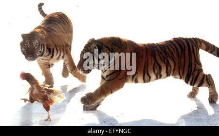 17. Januar 2015 - Harbin, HEILONGJIANG Provinz, CHINA - Touristen besuchen und sibirische Tiger zu ernähren. zusammen mit ein paar Löwen, auf dem sibirischen Tiger Park in Harbin, der Hauptstadt der Provinz Chinas Nordost Heilongjiang, 17. Januar 2015.  Der Park, der größte der Welt ist Zucht Zentrum für die Spezies ermöglicht es den Besuchern, Schafe ($100), Hühner ($25) senden und Kühe ($350) in den Tod durch zuschauen in der Tiger-Bereiche für einen symbolischen Preis freigesetzt. Der sibirische Tiger ist die größte der Raubkatzen der Welt. (Kredit-Bild: © Stephen Rasierer/ZUMA Draht) Stockfoto