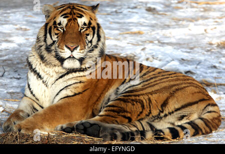 17. Januar 2015 - Harbin, HEILONGJIANG Provinz, CHINA - Touristen besuchen und sibirische Tiger zu ernähren. zusammen mit ein paar Löwen, auf dem sibirischen Tiger Park in Harbin, der Hauptstadt der Provinz Chinas Nordost Heilongjiang, 17. Januar 2015.  Der Park, der größte der Welt ist Zucht Zentrum für die Spezies ermöglicht es den Besuchern, Schafe ($100), Hühner ($25) senden und Kühe ($350) in den Tod durch zuschauen in der Tiger-Bereiche für einen symbolischen Preis freigesetzt. Der sibirische Tiger ist die größte der Raubkatzen der Welt. (Kredit-Bild: © Stephen Rasierer/ZUMA Draht) Stockfoto