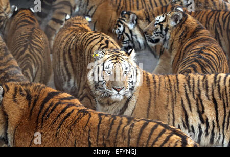 17. Januar 2015 - Harbin, HEILONGJIANG Provinz, CHINA - Touristen besuchen und sibirische Tiger zu ernähren. zusammen mit ein paar Löwen, auf dem sibirischen Tiger Park in Harbin, der Hauptstadt der Provinz Chinas Nordost Heilongjiang, 17. Januar 2015.  Der Park, der größte der Welt ist Zucht Zentrum für die Spezies ermöglicht es den Besuchern, Schafe ($100), Hühner ($25) senden und Kühe ($350) in den Tod durch zuschauen in der Tiger-Bereiche für einen symbolischen Preis freigesetzt. Der sibirische Tiger ist die größte der Raubkatzen der Welt. (Kredit-Bild: © Stephen Rasierer/ZUMA Draht) Stockfoto