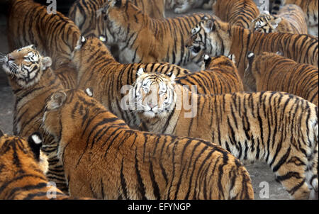 17. Januar 2015 - Harbin, HEILONGJIANG Provinz, CHINA - Touristen besuchen und sibirische Tiger zu ernähren. zusammen mit ein paar Löwen, auf dem sibirischen Tiger Park in Harbin, der Hauptstadt der Provinz Chinas Nordost Heilongjiang, 17. Januar 2015.  Der Park, der größte der Welt ist Zucht Zentrum für die Spezies ermöglicht es den Besuchern, Schafe ($100), Hühner ($25) senden und Kühe ($350) in den Tod durch zuschauen in der Tiger-Bereiche für einen symbolischen Preis freigesetzt. Der sibirische Tiger ist die größte der Raubkatzen der Welt. (Kredit-Bild: © Stephen Rasierer/ZUMA Draht) Stockfoto