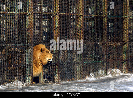 17. Januar 2015 - Harbin, HEILONGJIANG Provinz, CHINA - Touristen besuchen und füttern sibirische Tiger im sibirischen Tiger Park in Harbin, der Hauptstadt der chinesischen Nordosten Heilongjiang Provinz, 17. Januar 2015.  Der Park, der größte der Welt ist Zucht Zentrum für die Spezies ermöglicht es den Besuchern, Schafe ($100), Hühner ($25) senden und Kühe ($350) in den Tod durch zuschauen in der Tiger-Bereiche für einen symbolischen Preis freigesetzt. Der sibirische Tiger ist die größte der Raubkatzen der Welt.        Foto von Stephen Rasierer/UPITourists besuchen und Futtermittel sibirische Tiger. zusammen mit ein paar Löwen bei Stockfoto