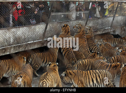 17. Januar 2015 - Harbin, HEILONGJIANG Provinz, CHINA - Touristen besuchen und sibirische Tiger zu ernähren. zusammen mit ein paar Löwen, auf dem sibirischen Tiger Park in Harbin, der Hauptstadt der Provinz Chinas Nordost Heilongjiang, 17. Januar 2015.  Der Park, der größte der Welt ist Zucht Zentrum für die Spezies ermöglicht es den Besuchern, Schafe ($100), Hühner ($25) senden und Kühe ($350) in den Tod durch zuschauen in der Tiger-Bereiche für einen symbolischen Preis freigesetzt. Der sibirische Tiger ist die größte der Raubkatzen der Welt. (Kredit-Bild: © Stephen Rasierer/ZUMA Draht) Stockfoto