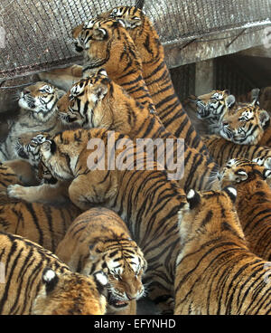 17. Januar 2015 - Harbin, HEILONGJIANG Provinz, CHINA - Touristen besuchen und sibirische Tiger zu ernähren. zusammen mit ein paar Löwen, auf dem sibirischen Tiger Park in Harbin, der Hauptstadt der Provinz Chinas Nordost Heilongjiang, 17. Januar 2015.  Der Park, der größte der Welt ist Zucht Zentrum für die Spezies ermöglicht es den Besuchern, Schafe ($100), Hühner ($25) senden und Kühe ($350) in den Tod durch zuschauen in der Tiger-Bereiche für einen symbolischen Preis freigesetzt. Der sibirische Tiger ist die größte der Raubkatzen der Welt. (Kredit-Bild: © Stephen Rasierer/ZUMA Draht) Stockfoto