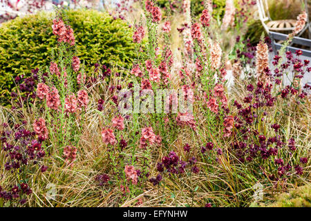 Kugel geformt, Eibe umgeben von naturalistischen Bepflanzung mit Königskerzen 'Petra', Aquilegia "Ruby Port" und Anemanthele abgeschnitten Stockfoto