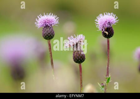 Gemeinsame oder Kratzdistel Köpfe Stockfoto