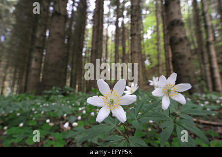 wächst auf einem Waldboden Buschwindröschen Stockfoto