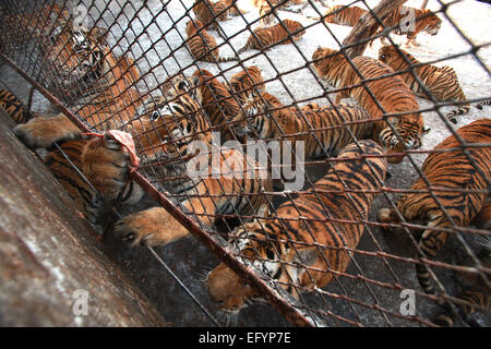 17. Januar 2015 - Harbin, HEILONGJIANG Provinz, CHINA - Touristen besuchen und sibirische Tiger zu ernähren. zusammen mit ein paar Löwen, auf dem sibirischen Tiger Park in Harbin, der Hauptstadt der Provinz Chinas Nordost Heilongjiang, 17. Januar 2015.  Der Park, der größte der Welt ist Zucht Zentrum für die Spezies ermöglicht es den Besuchern, Schafe ($100), Hühner ($25) senden und Kühe ($350) in den Tod durch zuschauen in der Tiger-Bereiche für einen symbolischen Preis freigesetzt. Der sibirische Tiger ist die größte der Raubkatzen der Welt. (Kredit-Bild: © Stephen Rasierer/ZUMA Draht) Stockfoto