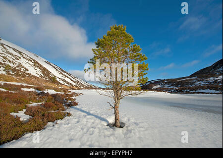 Eine einsame Kiefer an einer entfernten Ufer Kante einen schottischen Highland-Loch, dessen Basis im Winter im Eis eingeschlossen ist.   SCO 9563. Stockfoto