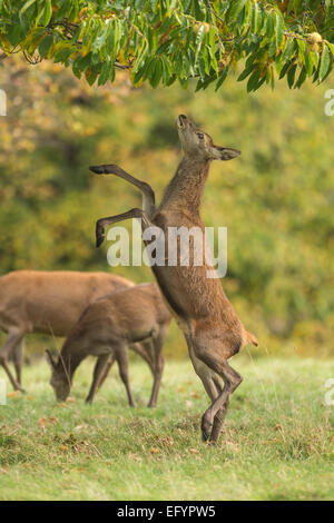 Rothirsch (Cervus Elaphus), weiblich (Hirschkuh) Aufzucht bis zur Einspeisung von Baum in Parklandschaft Stockfoto