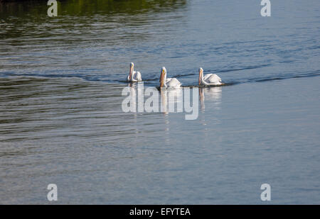 Drei weiße Pelikane schwimmen in Gruppe Stockfoto