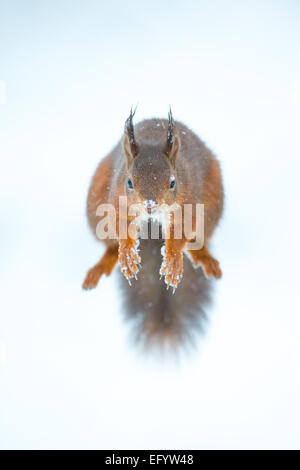 Eichhörnchen Sprung nach vorn in Schneeverhältnissen, Yorkshire Dales, UK Stockfoto