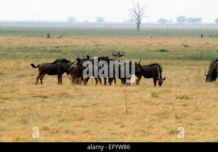 Afrikanische Antilopen, Stand Herde Gnus Weiden zusammen im Khwai National Park in einer Familiengruppe Schweif Rauschen fliegt Stockfoto