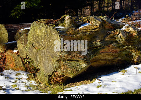 Faulenden Baumstumpf. Bramcrag Steinbruch, St.John's-in-the-Vale, Nationalpark Lake District, Cumbria, England, Vereinigtes Königreich. Stockfoto