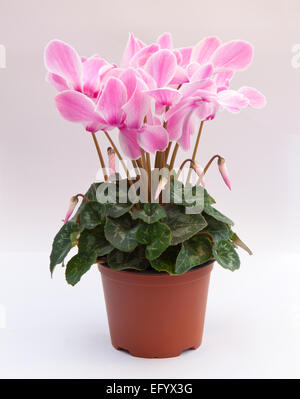 Cyclamen Persicum-Hybride. Cyclamen Persicum Topfpflanzen (ein großes "Floristen Sorte"). Stockfoto