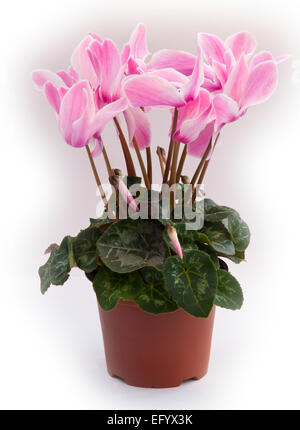 Cyclamen Persicum-Hybride. Cyclamen Persicum Topfpflanzen (ein großes "Floristen Sorte"). Stockfoto