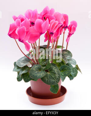 Cyclamen Persicum-Hybride. Cyclamen Persicum Topfpflanzen (ein großes "Floristen Sorte"). Stockfoto