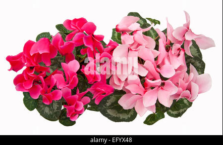 Cyclamen Persicum-Hybride. Cyclamen Persicum Topfpflanzen (ein großes "Floristen Sorte") isoliert auf einem weißen Hintergrund. Stockfoto