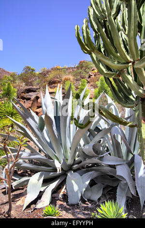 Agava Kaktus close-up, Gran Canaria Stockfoto