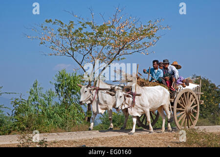 Leiterwagen, gezogen von zwei Zebus / Brahman Ochsen (Bos Taurus Indicus) in Myanmar / Birma Stockfoto