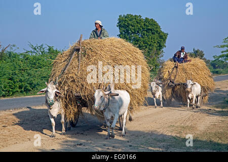 Holzkarren geladen mit Heu von Zebus gezogen / Brahman Ochsen (Bos Taurus Indicus) in Myanmar / Birma Stockfoto