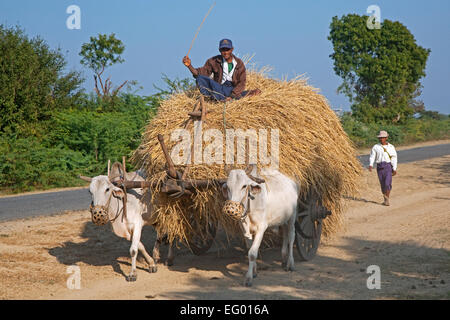 Holzkarren schwer beladen mit Heu, gezogen von zwei Zebus / Brahman Ochsen (Bos Taurus Indicus) in Myanmar / Birma Stockfoto