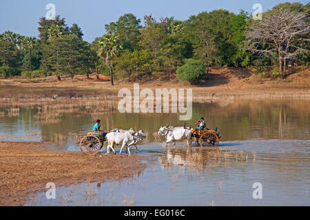 Holzkarren gezogen von Zebus / Brahman Ochsen (Bos Taurus Indicus) Fluss in Myanmar / Birma Stockfoto