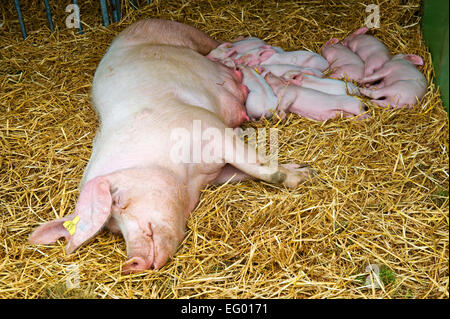 Ein Sau Schwein und Ferkel schlafen im Heu Stockfoto